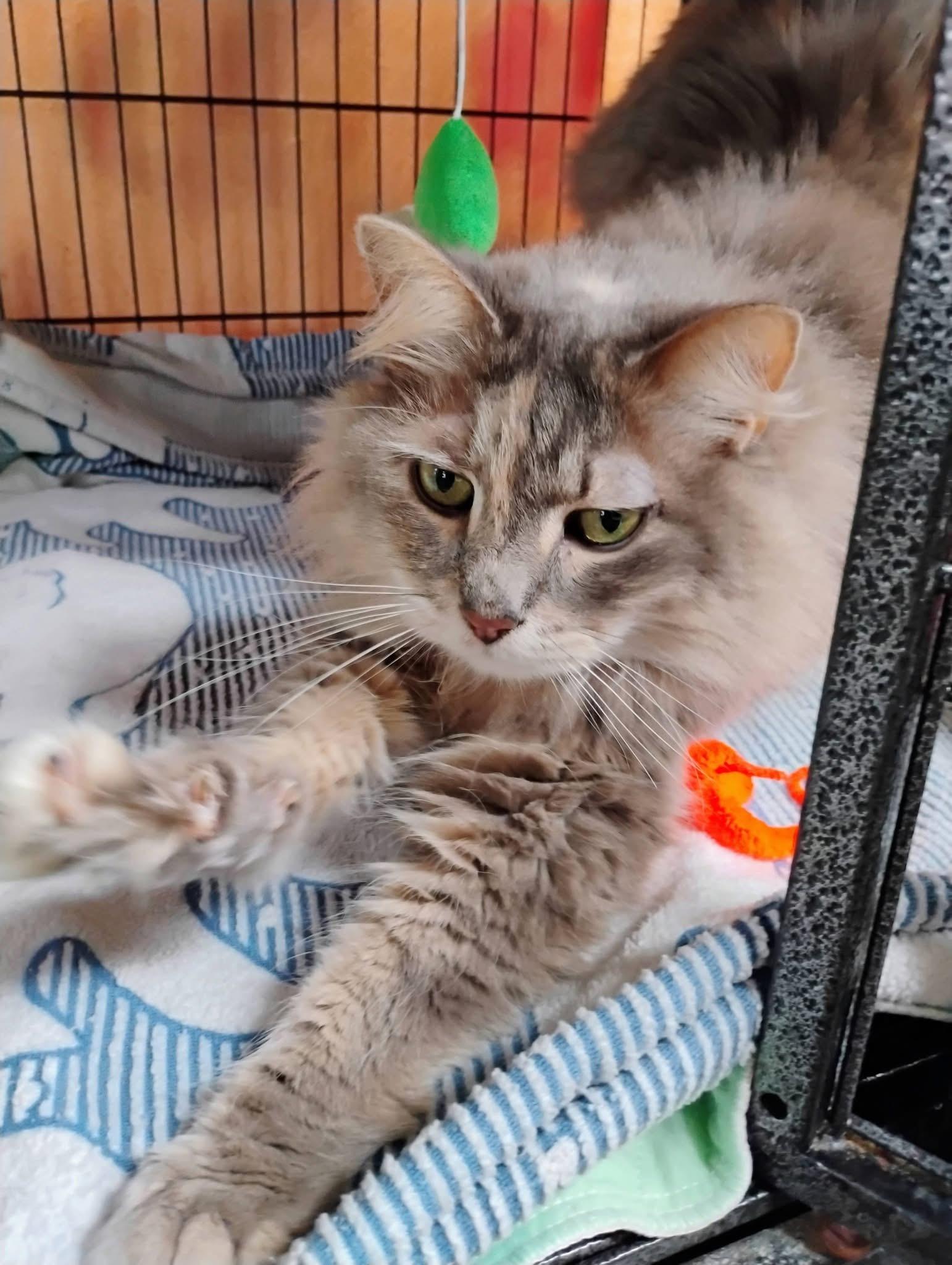 Enlarge Sirabi, an adopted Domestic Long Hair in Saginaw, MI image 2/3
