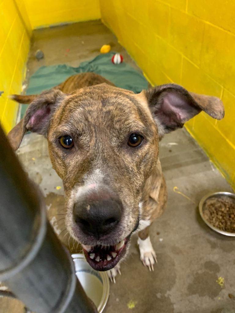 Enlarge Diamond, a Adoptable Mixed Breed in New Manchester, WV image 2/6