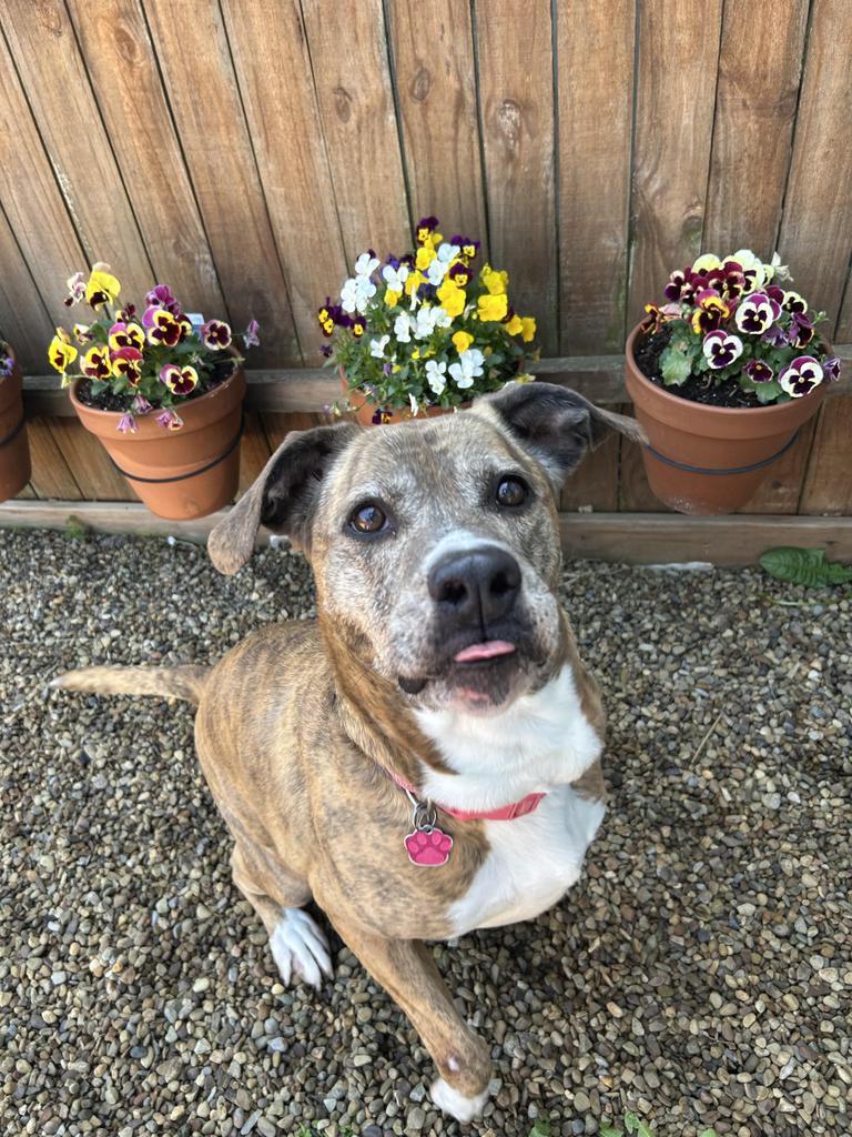 Enlarge Diamond, a Adoptable Mixed Breed in New Manchester, WV image 2/6