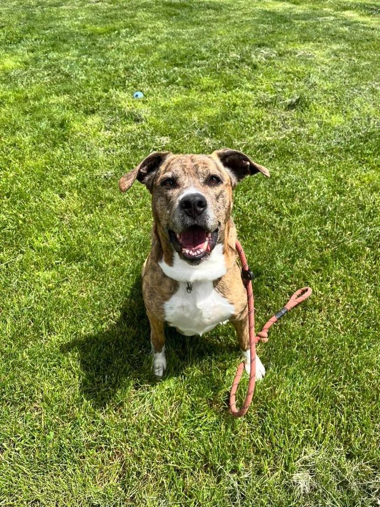 Enlarge Diamond, a Adoptable Mixed Breed in New Manchester, WV image 5/6