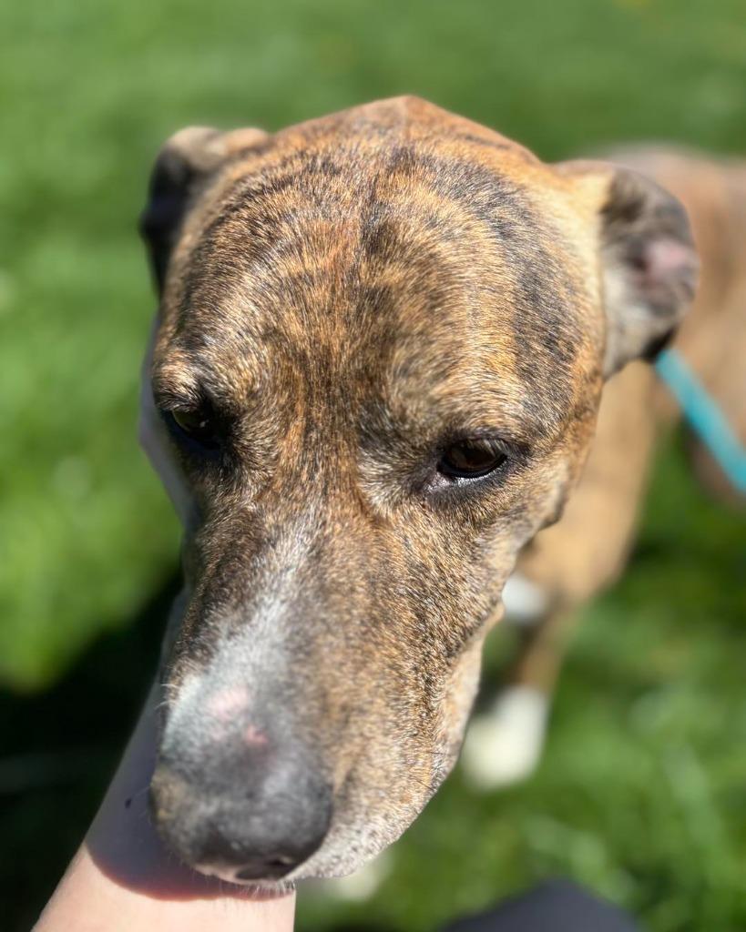 Enlarge Diamond, a Adoptable Mixed Breed in New Manchester, WV image 4/6