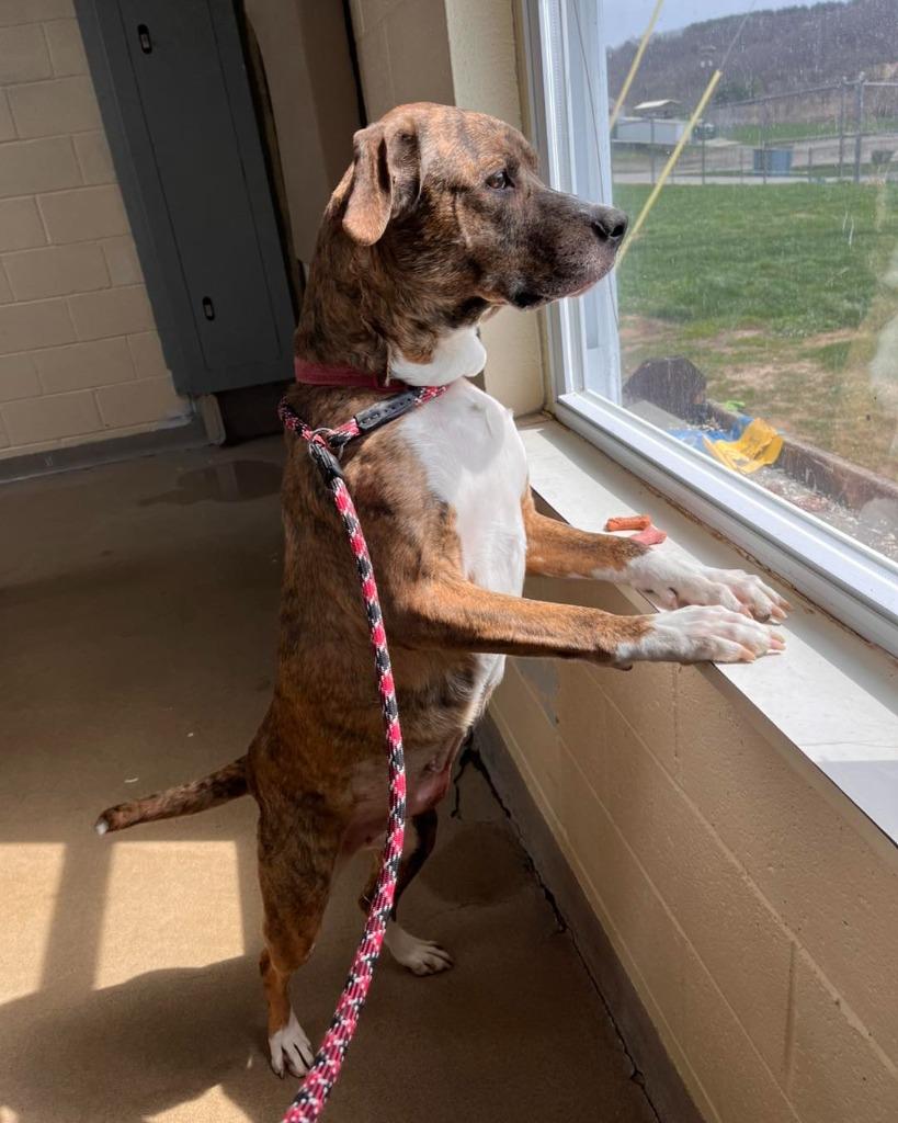 Enlarge Diamond, a Adoptable Mixed Breed in New Manchester, WV image 5/6