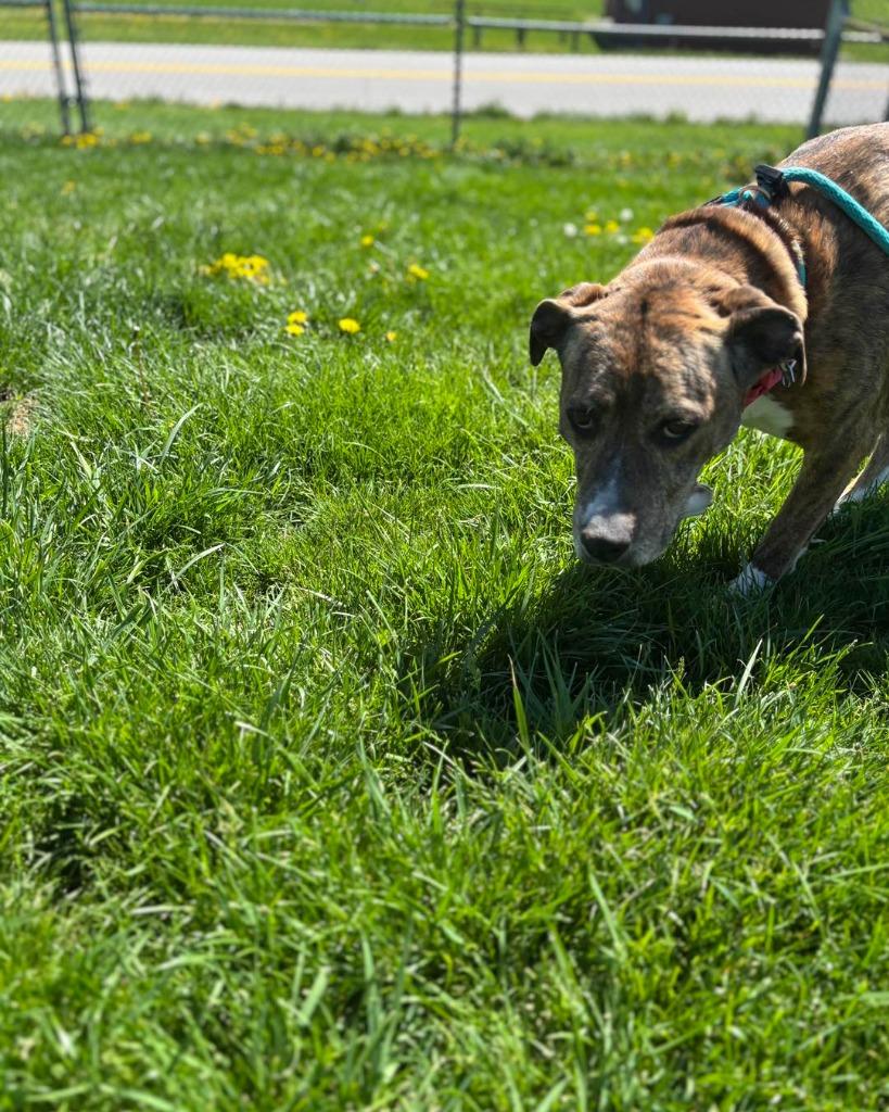 Enlarge Diamond, a Adoptable Mixed Breed in New Manchester, WV image 6/6