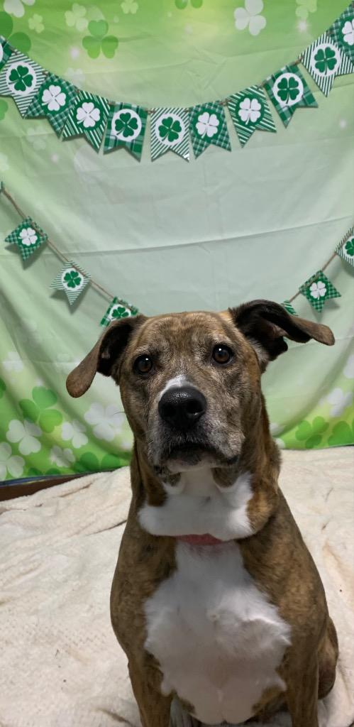 Enlarge Diamond, a Adoptable Mixed Breed in New Manchester, WV image 6/6