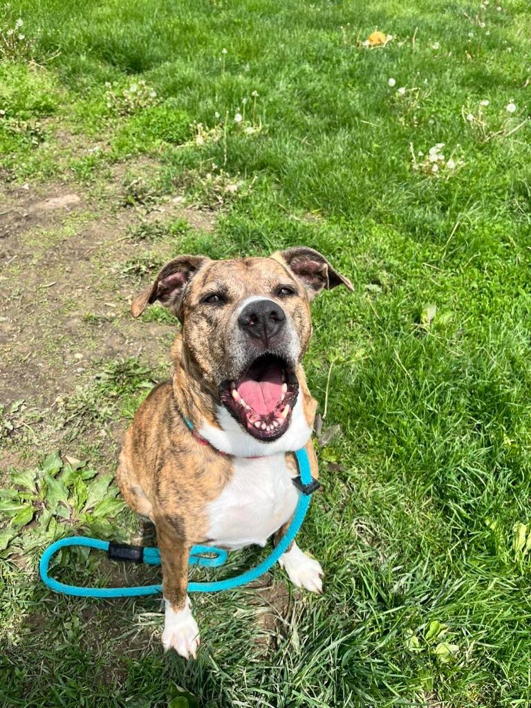 Enlarge Diamond, a Adoptable Mixed Breed in New Manchester, WV image 6/6