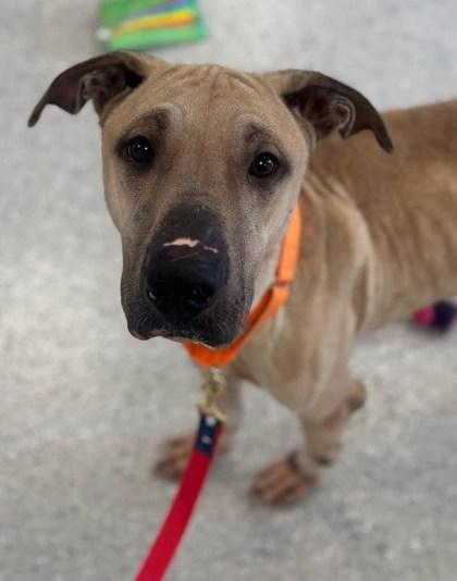 Enlarge Slim Jim, a Adoptable Mixed Breed in Twinsburg, OH image 1/3