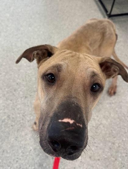 Enlarge Slim Jim, a Adoptable Mixed Breed in Twinsburg, OH image 2/3