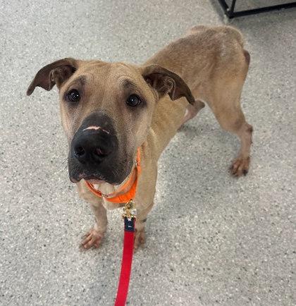 Enlarge Slim Jim, a Adoptable Mixed Breed in Twinsburg, OH image 3/3