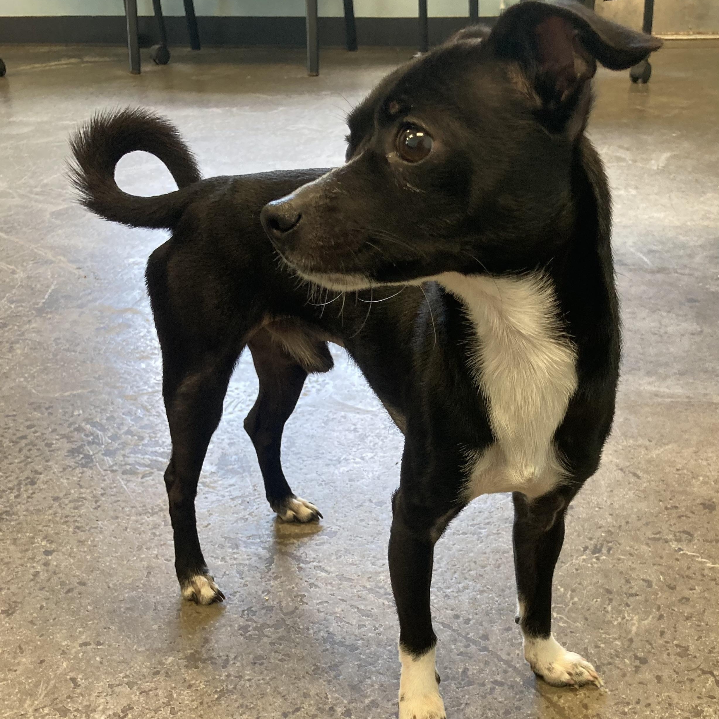 Enlarge Blackjack, an adopted Mixed Breed in Mishawaka, IN image 2/3