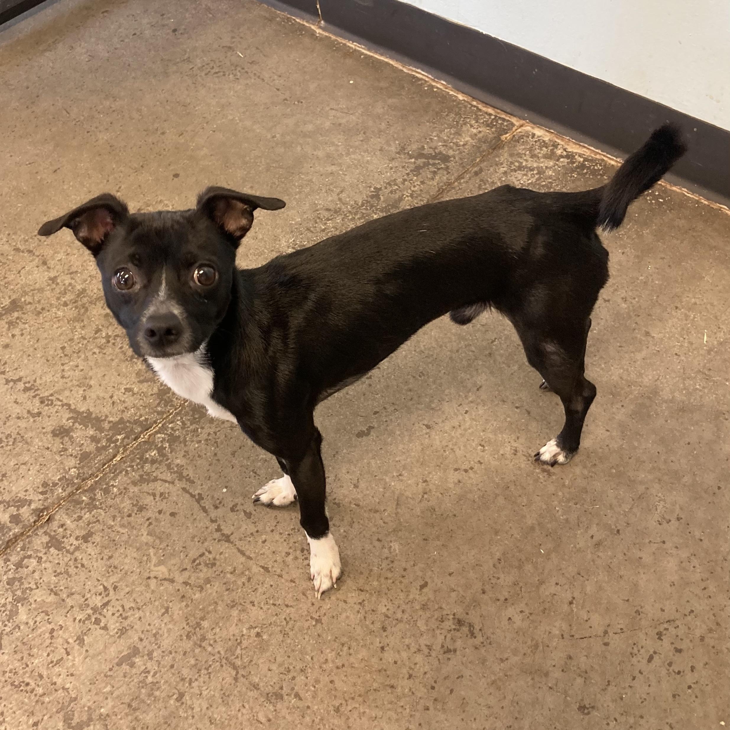 Enlarge Blackjack, an adopted Mixed Breed in Mishawaka, IN image 1/3