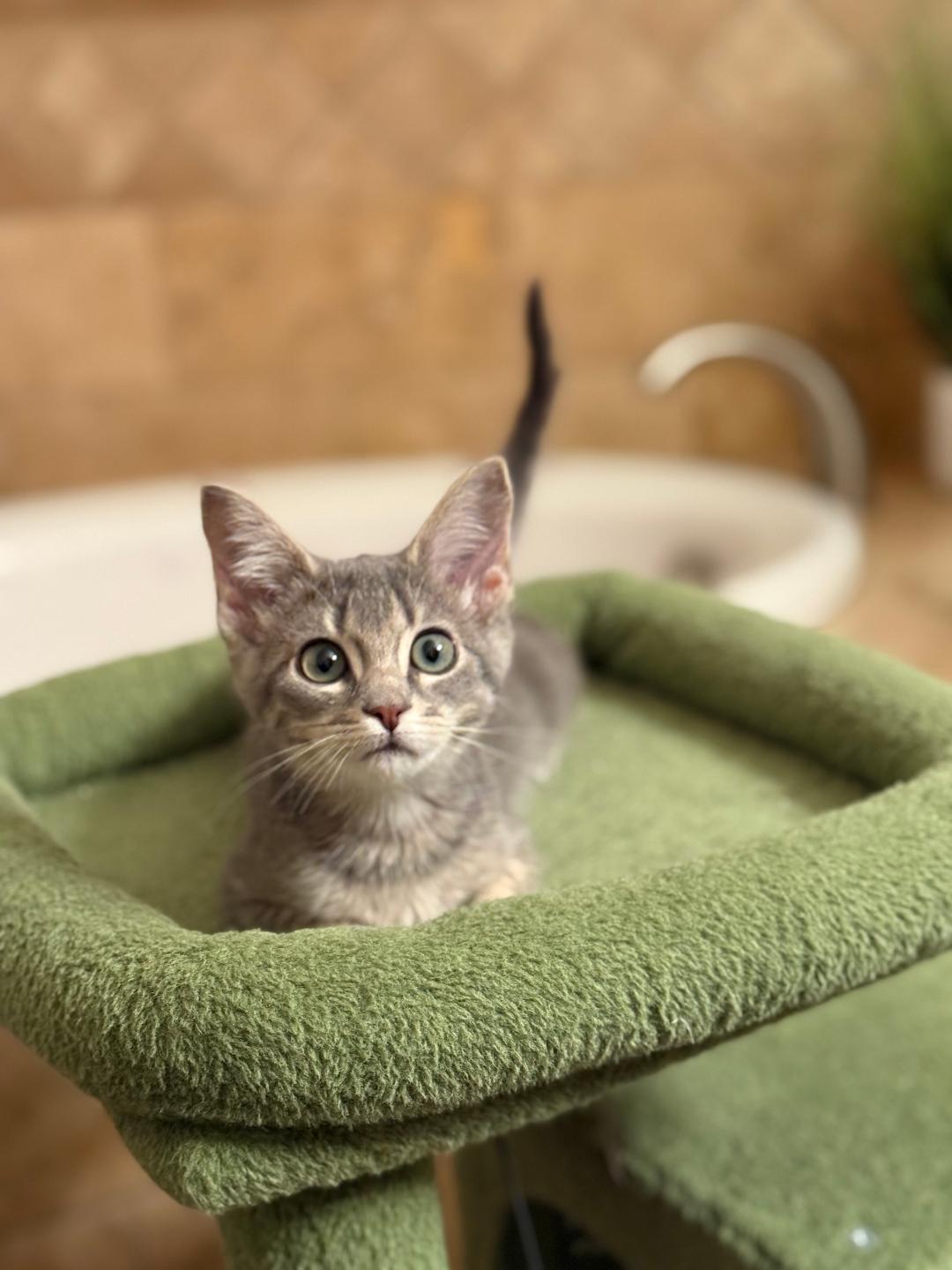 Kourtney, a Adopted Domestic Short Hair in Torrance, CA image 2/3