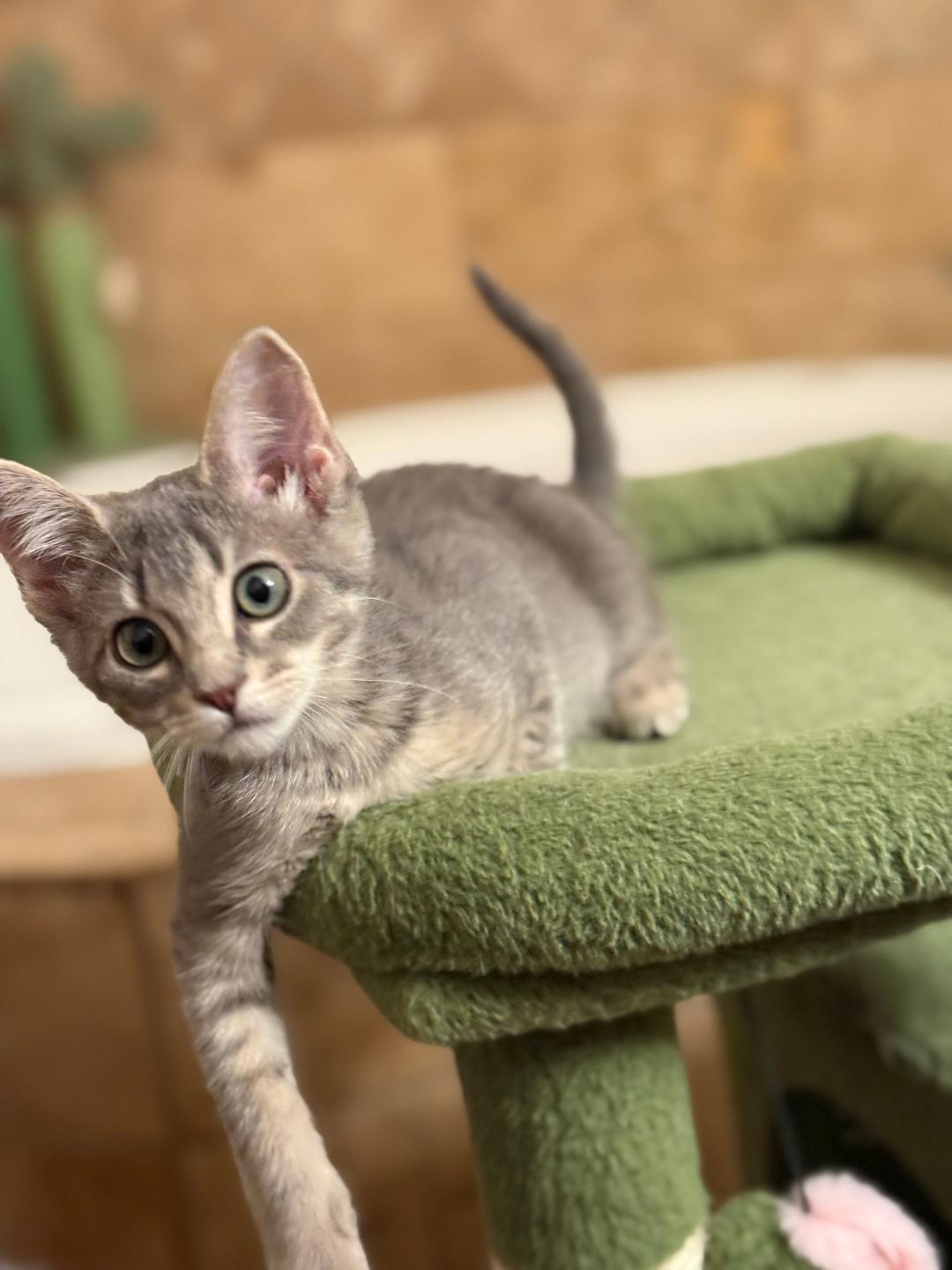 Kourtney, a Adopted Domestic Short Hair in Torrance, CA image 3/3