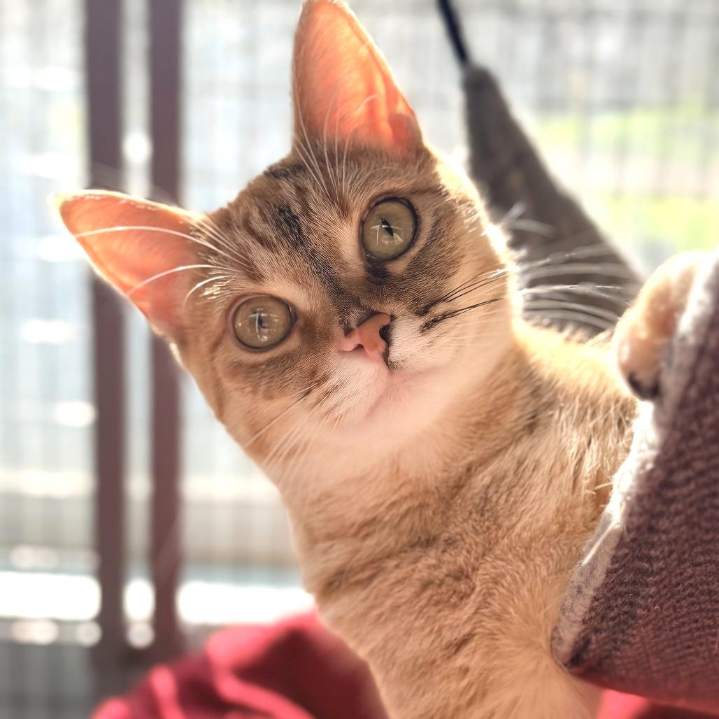 Blossom, a Adoptable Domestic Short Hair in Redwood Valley, CA image 1/6