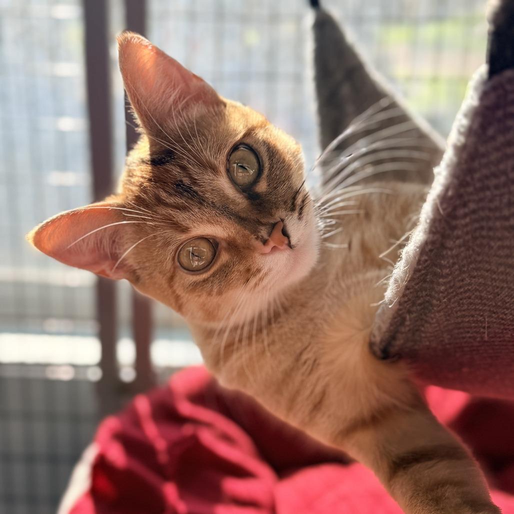 Blossom, a Adoptable Domestic Short Hair in Redwood Valley, CA image 2/6