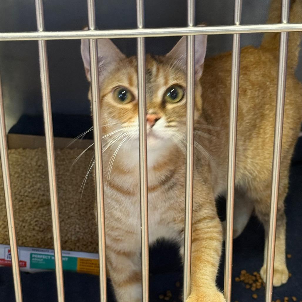 Blossom, Adoptable, Young Female Domestic Short Hair.