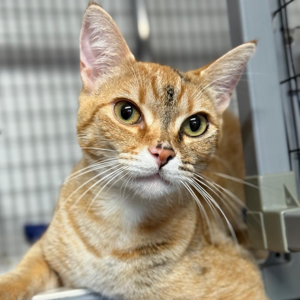 Enlarge Blossom, a Adoptable Domestic Short Hair in Redwood Valley, CA image 2/3