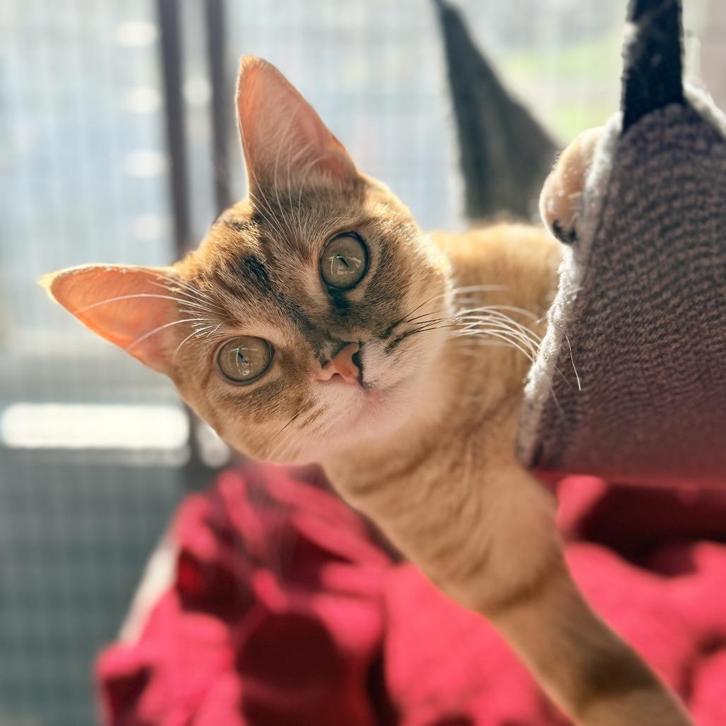 Blossom, a Adoptable Domestic Short Hair in Redwood Valley, CA image 5/6