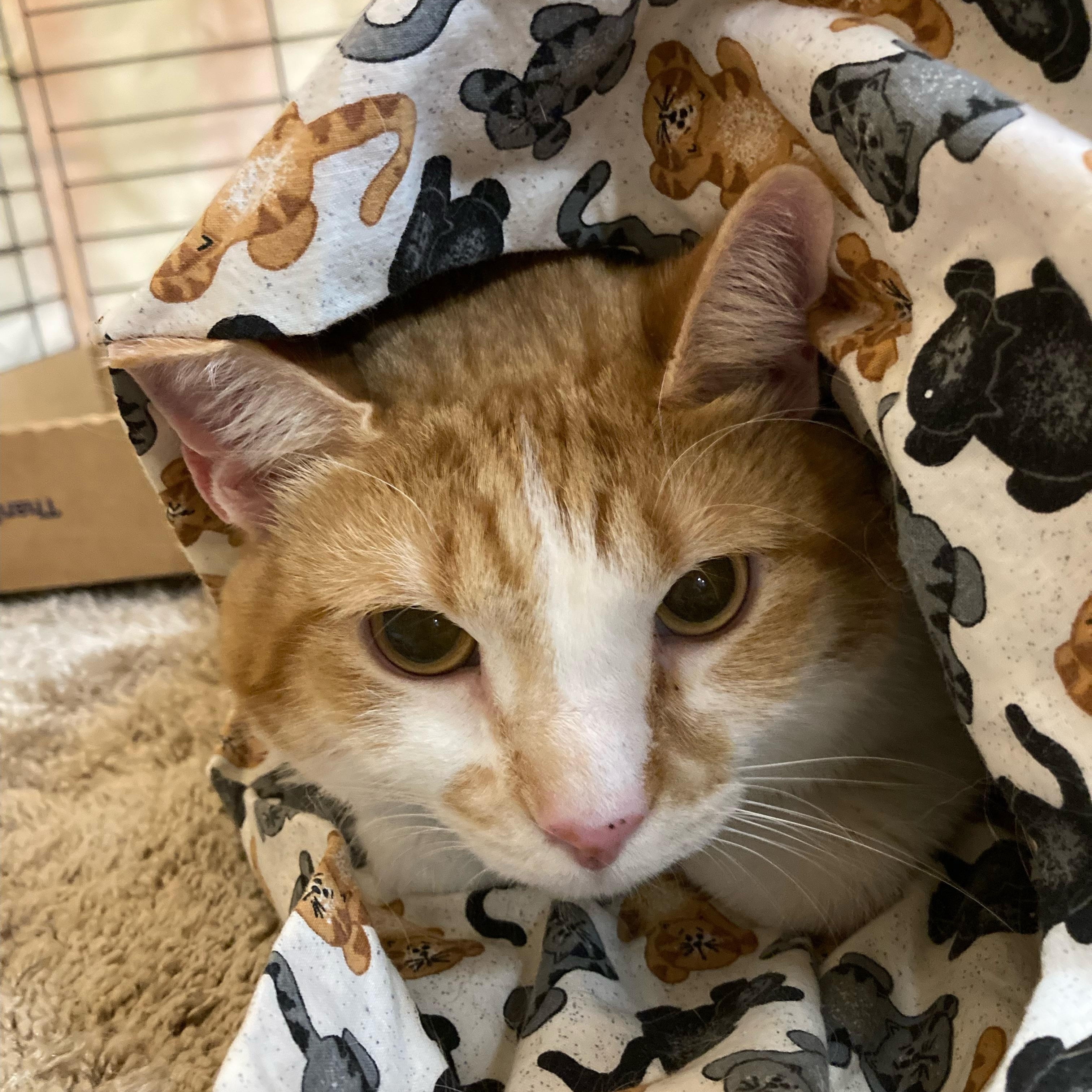 Enlarge VuvuZela (Zuzu), a ADOPTABLE Tabby in Baltimore, MD image 1/1