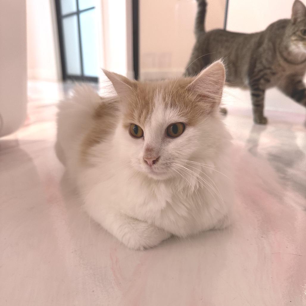 Eva, Adoptable, Young Female Domestic Long Hair.