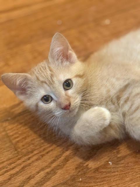 Butter (6448), Adoptable, Kitten Female Domestic Short Hair.
