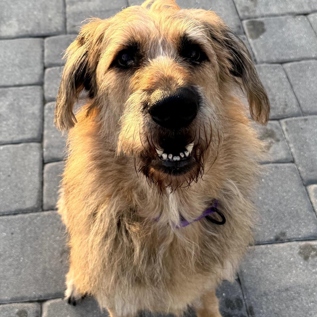 Enlarge Sam, a Adoptable mixed breed in Sarasota, FL image 1/5