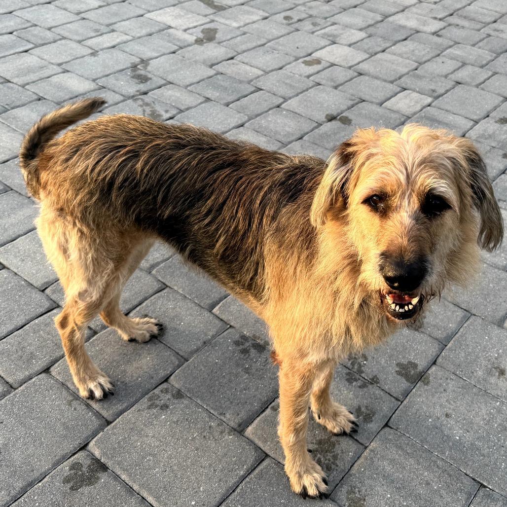 Enlarge Sam, a Adoptable mixed breed in Sarasota, FL image 2/5