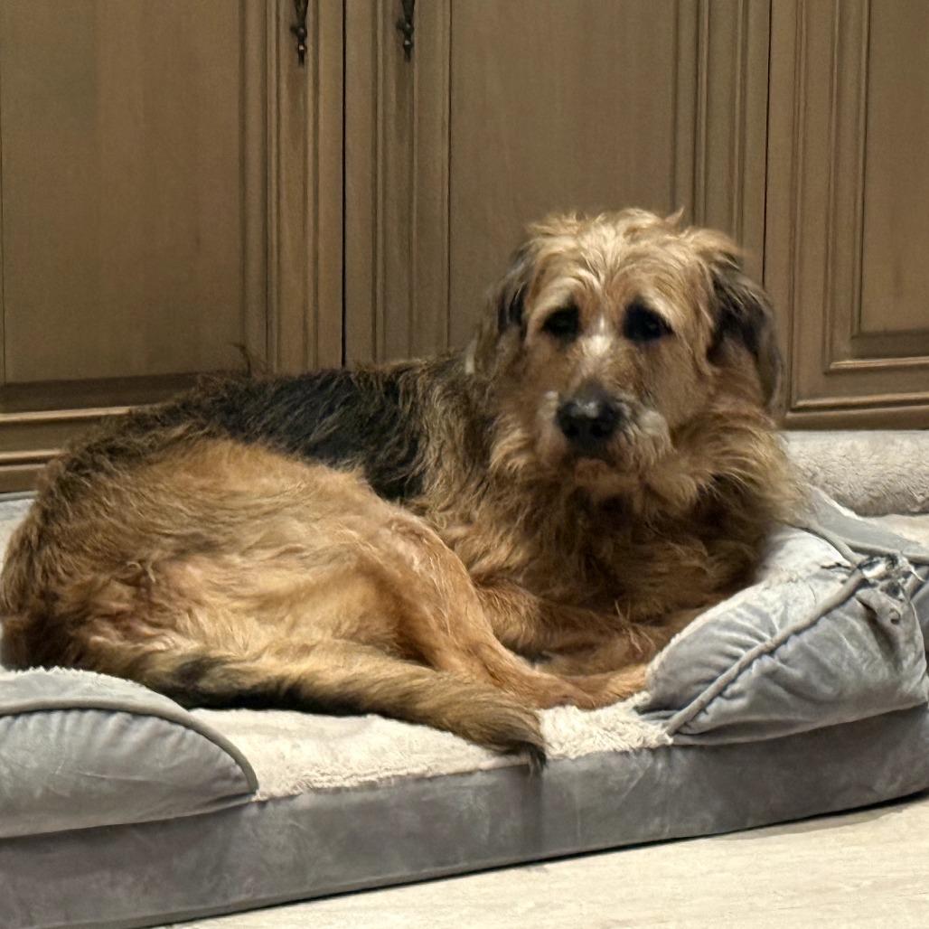 Enlarge Sam, a Adoptable mixed breed in Sarasota, FL image 3/5