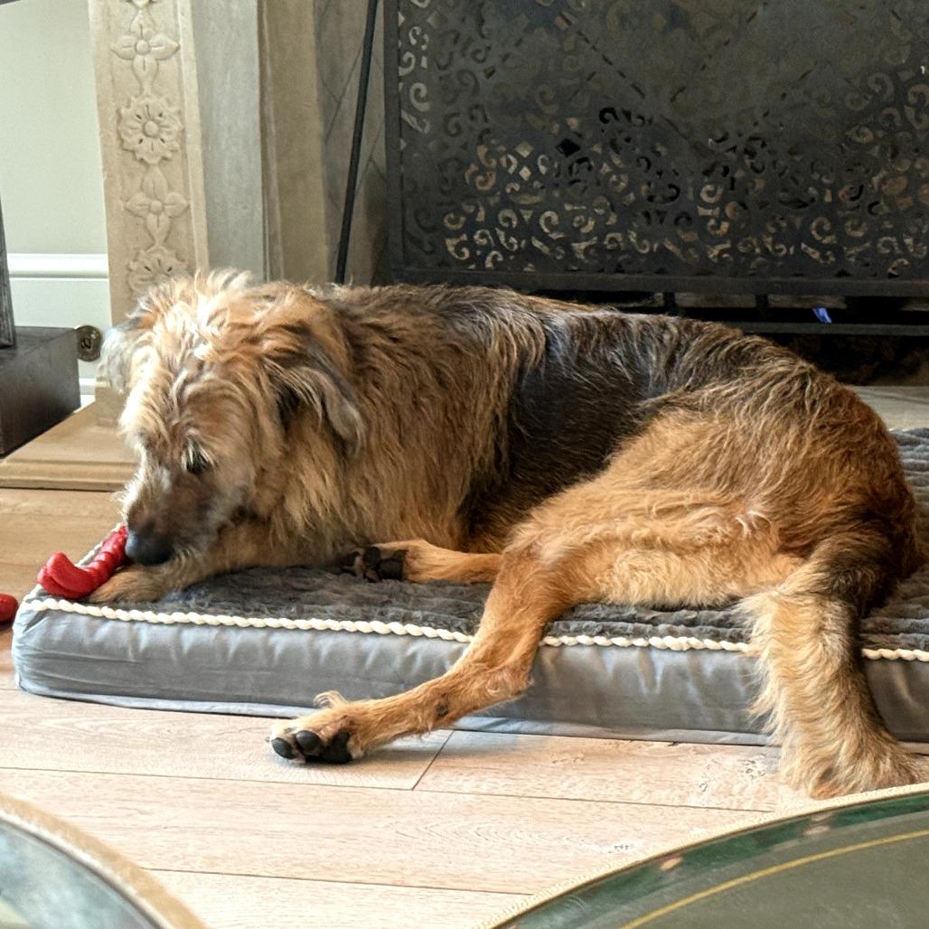 Enlarge Sam, a Adoptable mixed breed in Sarasota, FL image 4/5