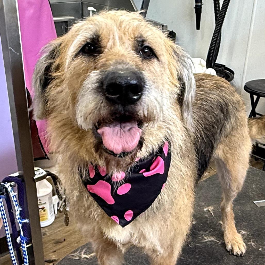 Enlarge Sam, a Adoptable mixed breed in Sarasota, FL image 5/5