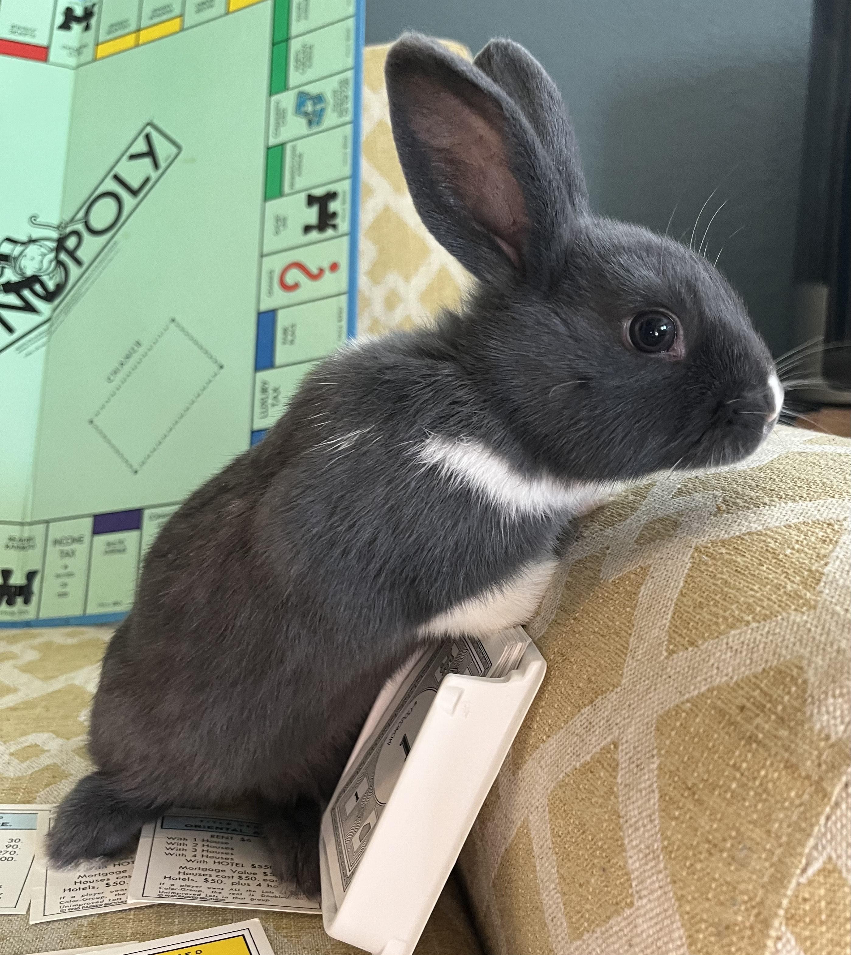 Enlarge Monopoly, an adopted Dutch in Livermore, CA image 3/6