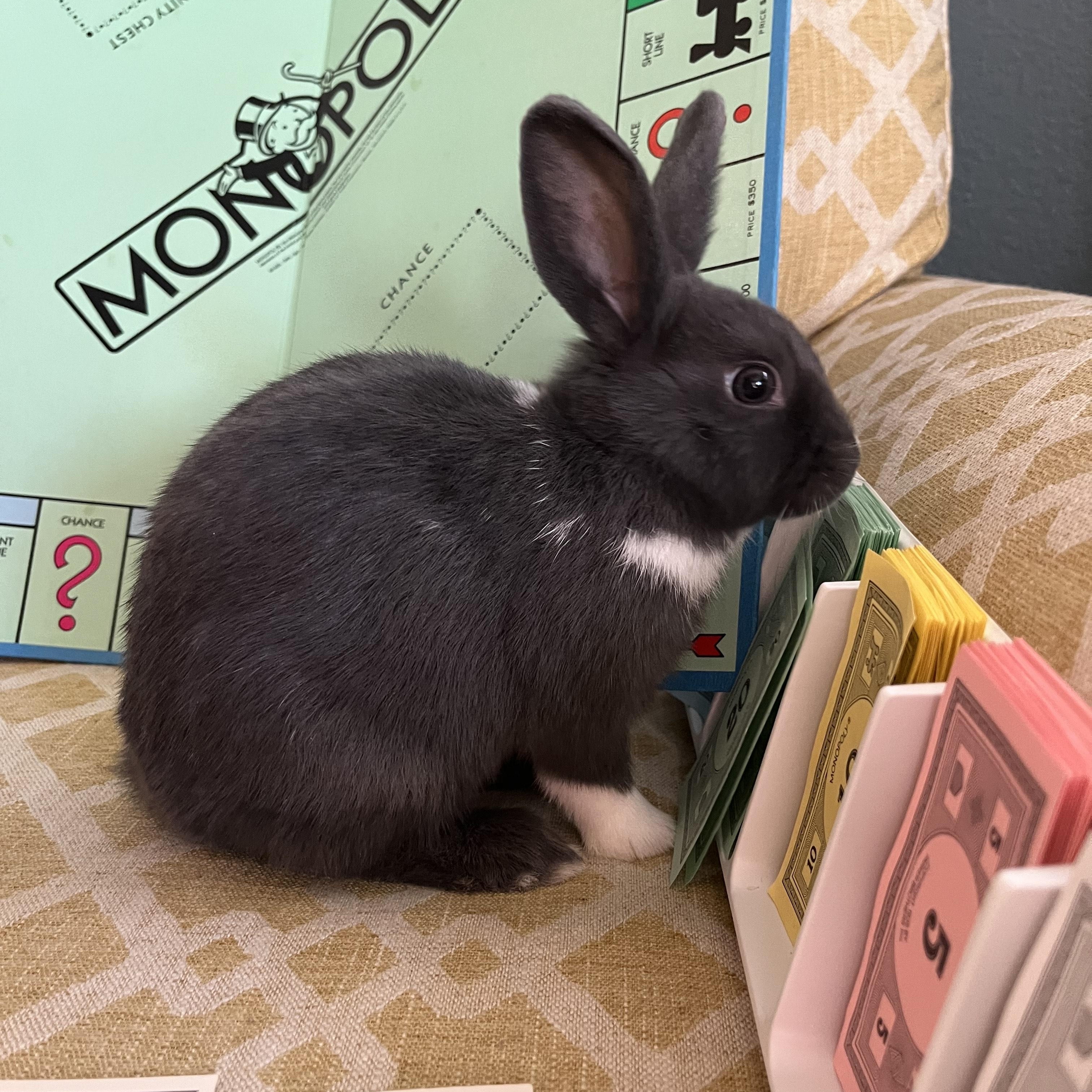 Enlarge Monopoly, an adopted Dutch in Livermore, CA image 6/6