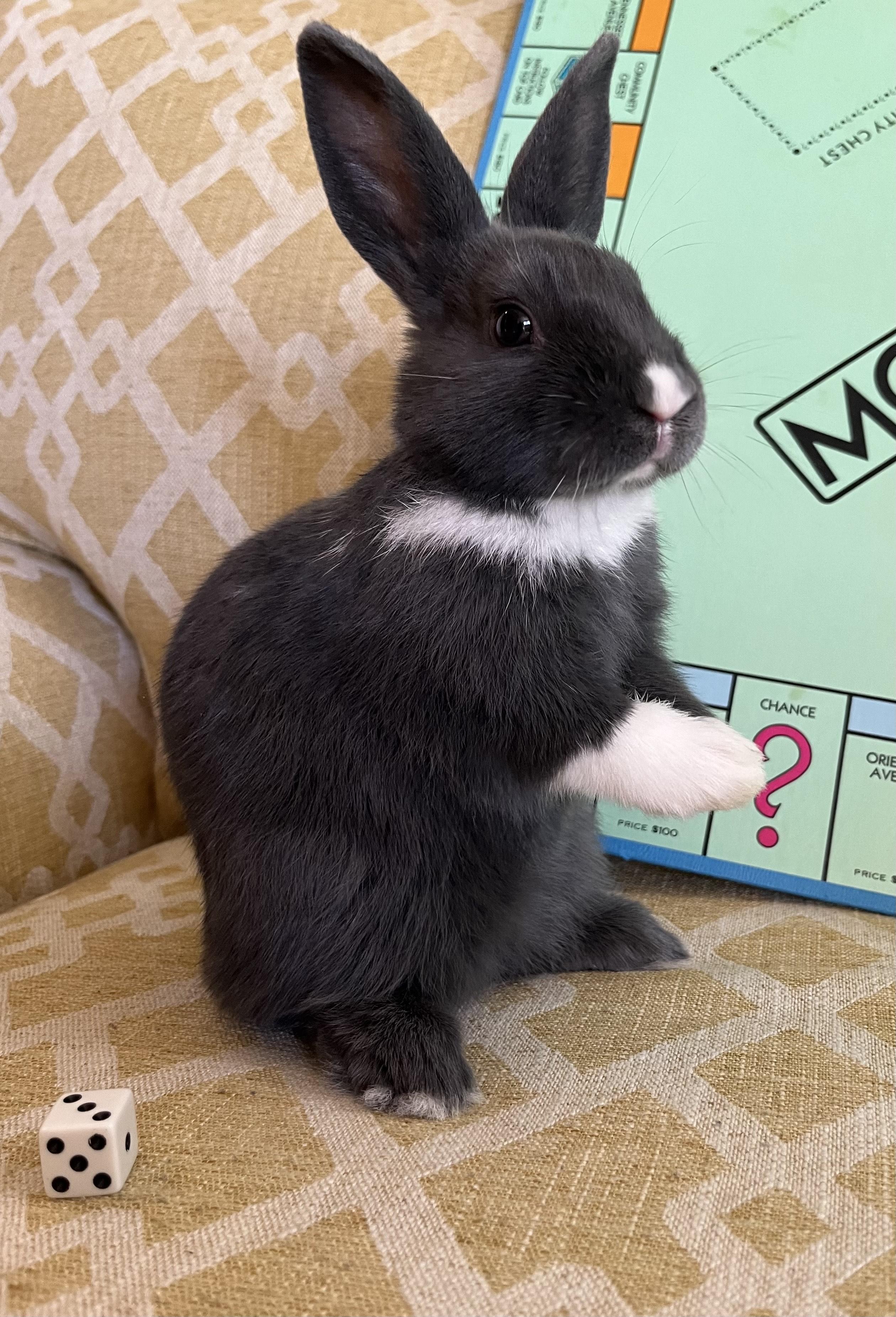 Enlarge Monopoly, an adopted Dutch in Livermore, CA image 4/6