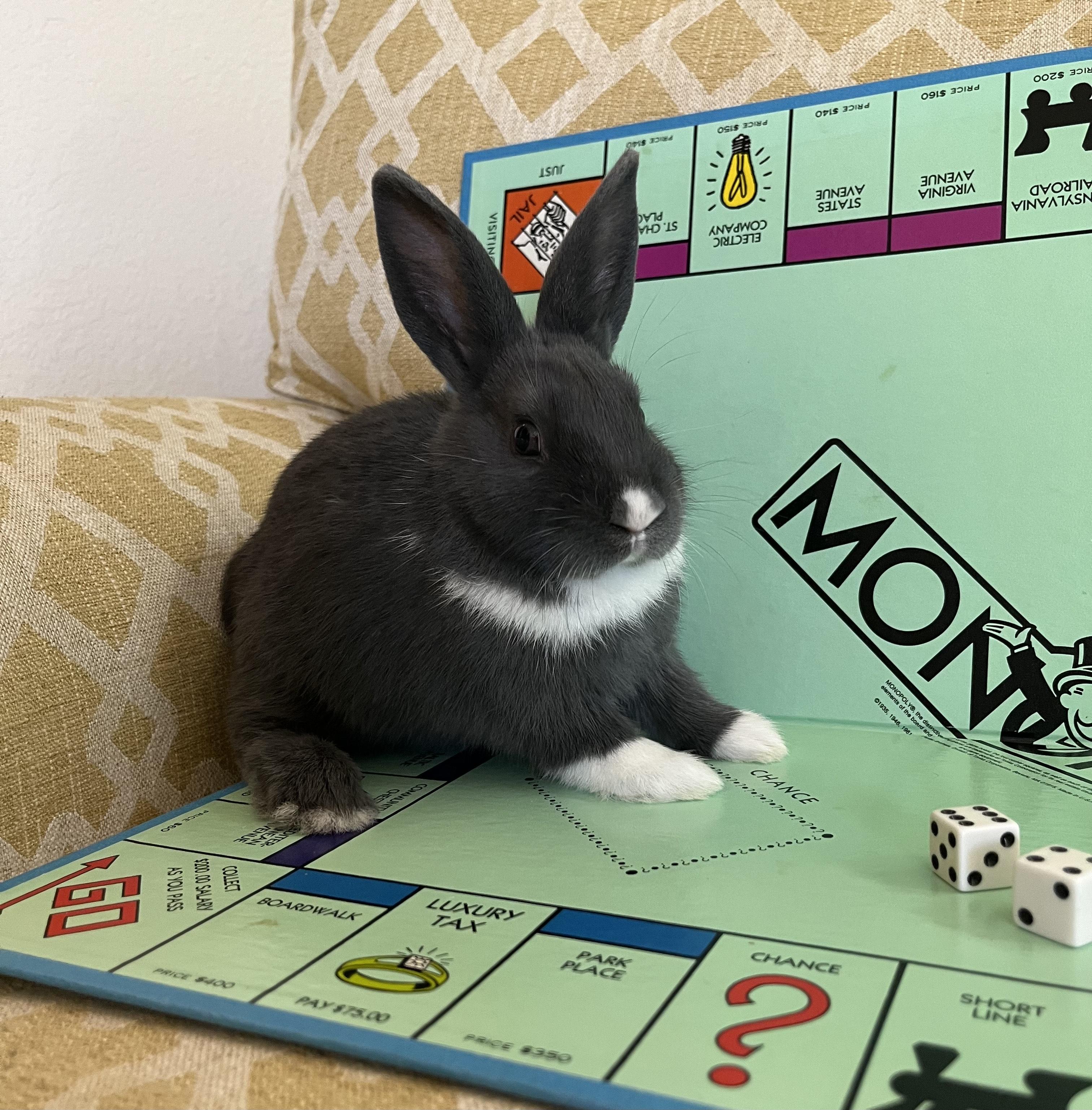 Enlarge Monopoly, an adopted Dutch in Livermore, CA image 2/6