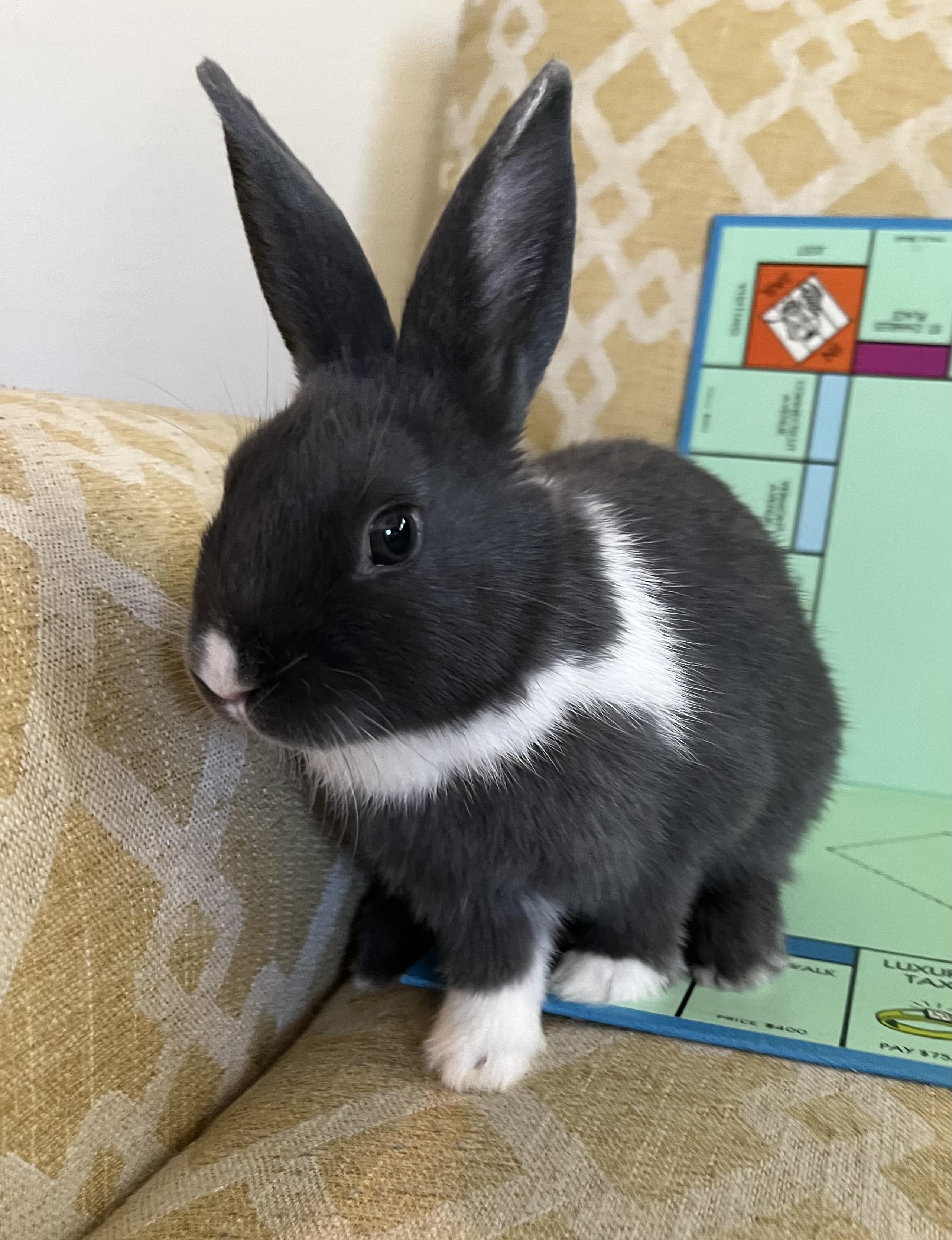 Enlarge Monopoly, an adopted Dutch in Livermore, CA image 5/6