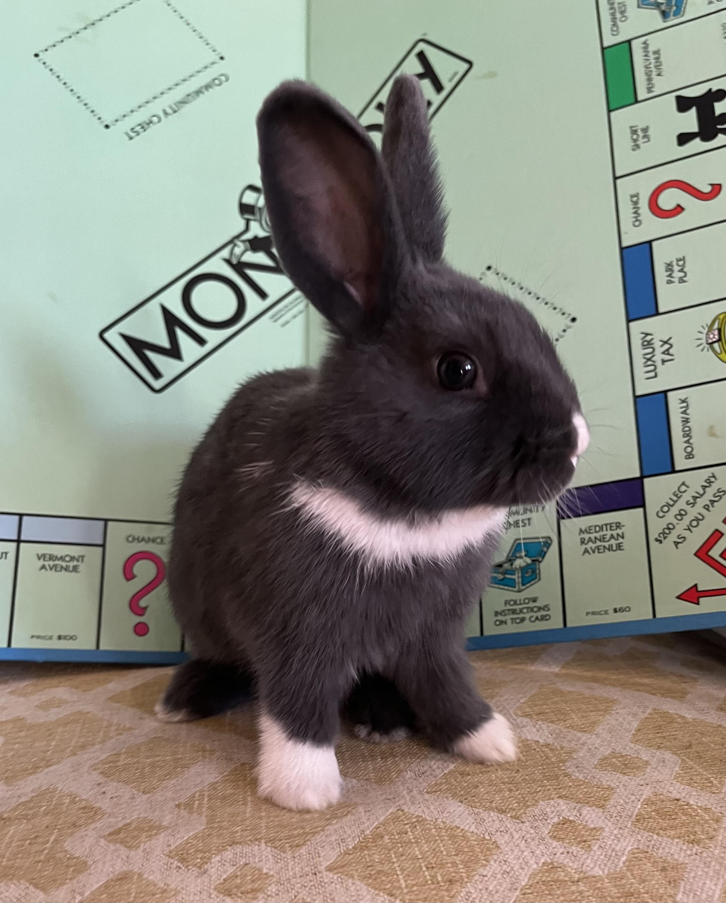 Enlarge Monopoly, an adopted Dutch in Livermore, CA image 1/6