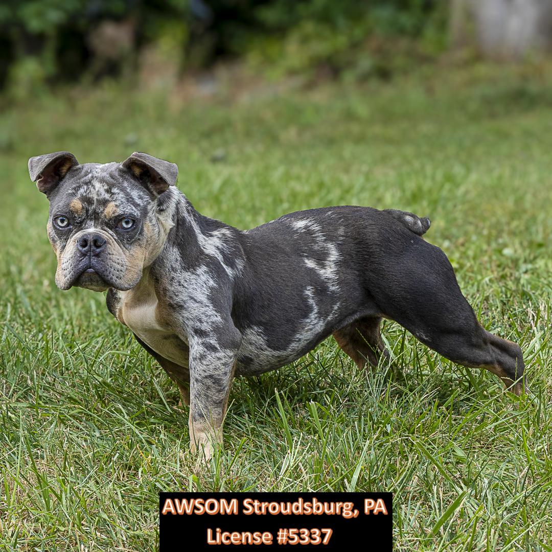 Sky, adoptable, Adult Female American Bully.