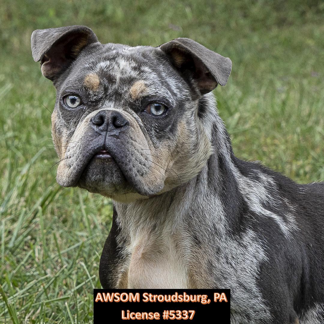 Enlarge Sky, an adoptable mixed breed in Stroudsburg, PA image 2/2