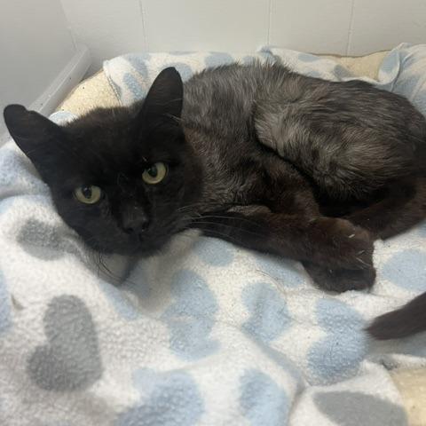 Blackbird, Adoptable, Senior Male Domestic Medium Hair.