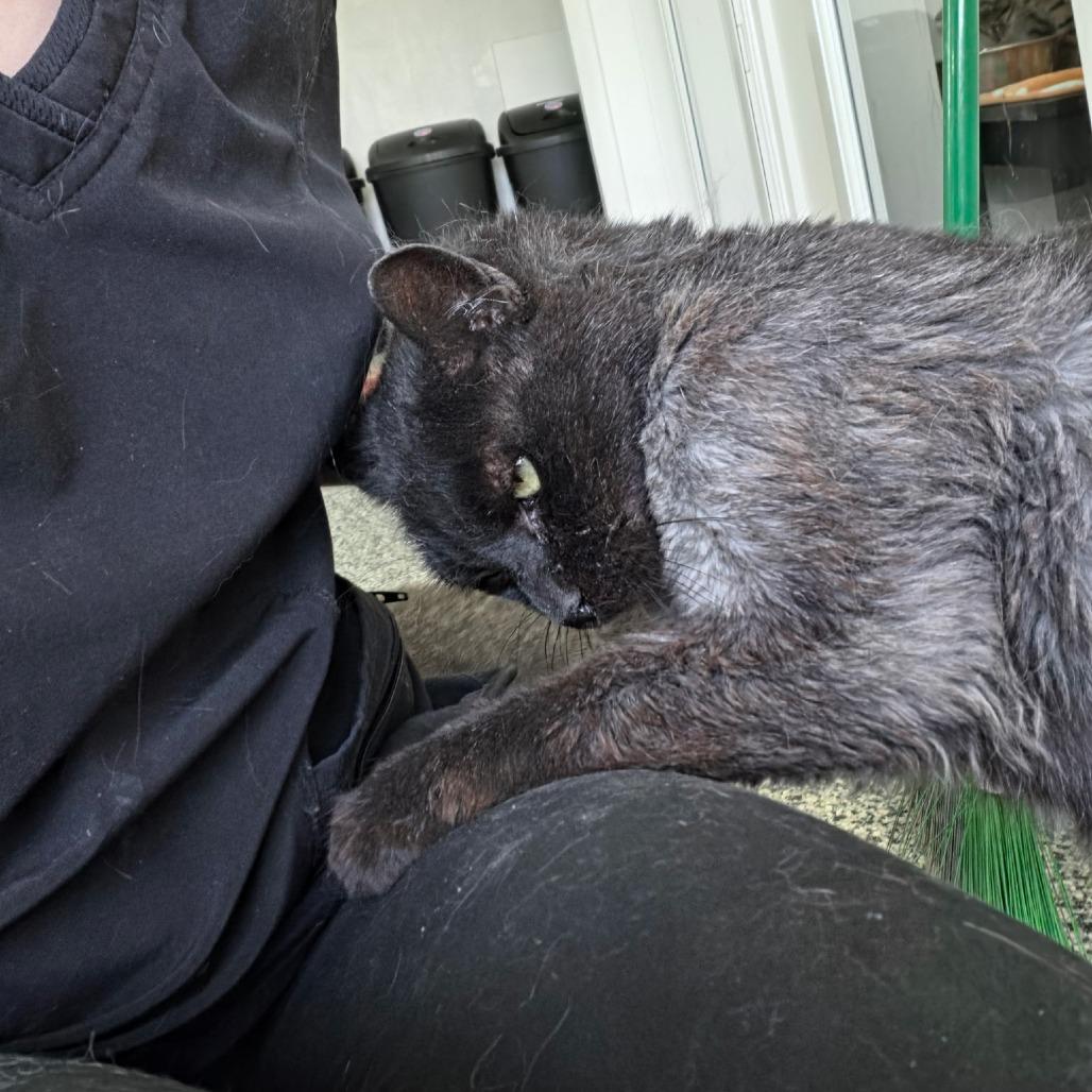 Enlarge Blackbird, a Adoptable Domestic Medium Hair in St. Louis, MO image 1/6