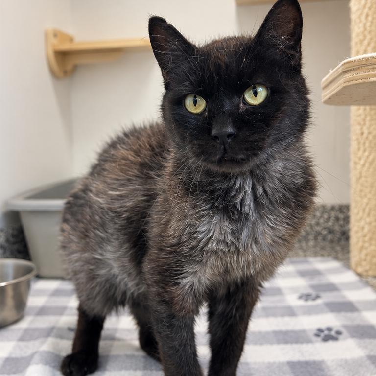 Enlarge Blackbird, a Adoptable Domestic Medium Hair in St. Louis, MO image 5/6