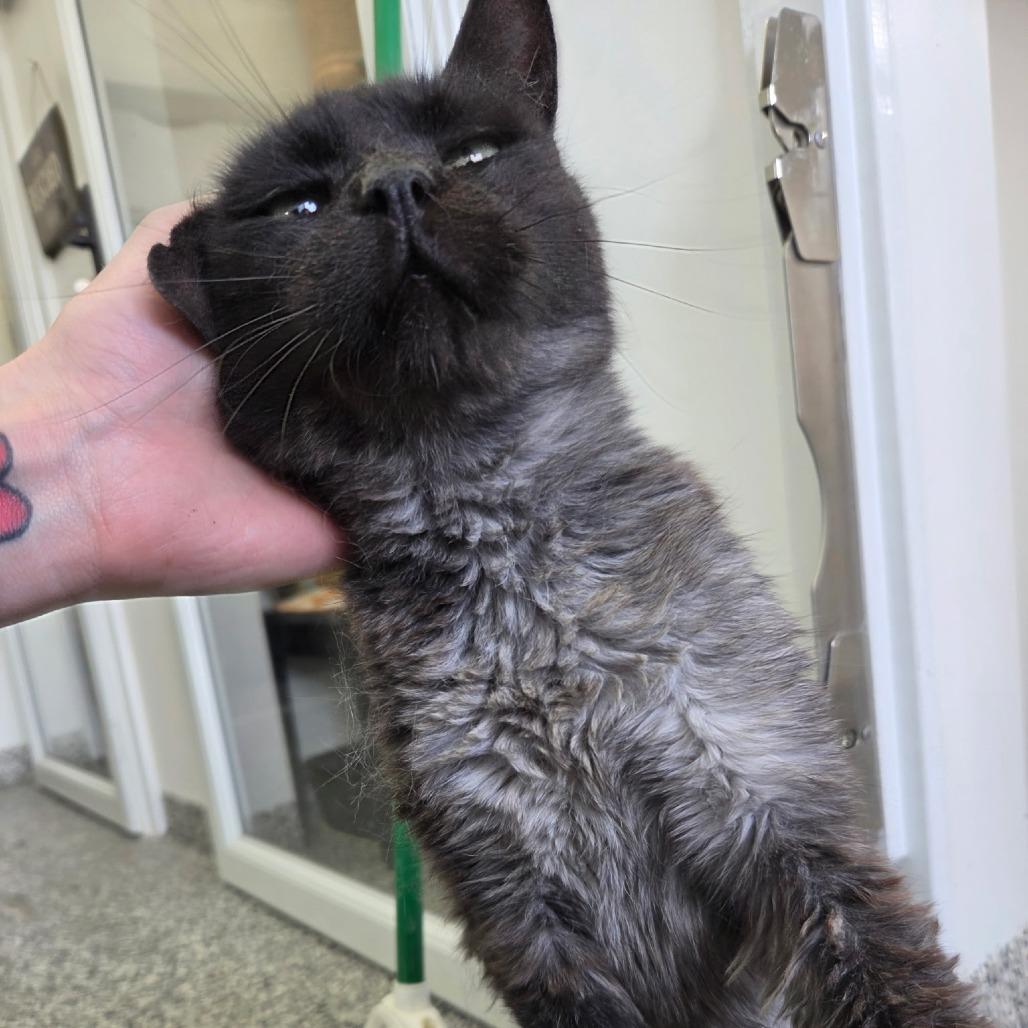 Enlarge Blackbird, a Adoptable Domestic Medium Hair in St. Louis, MO image 2/6