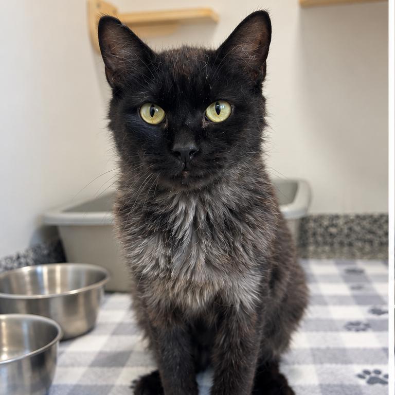 Blackbird, Adoptable, Senior Male Domestic Medium Hair.