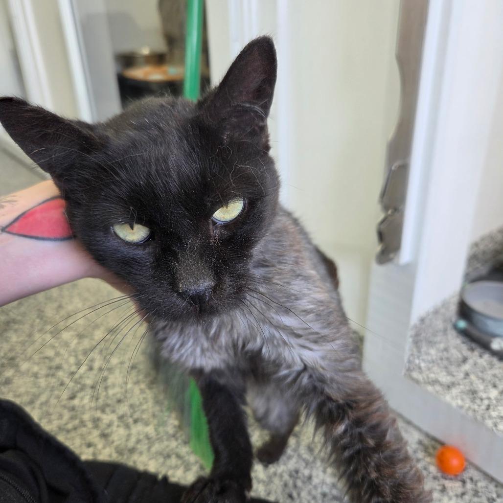 Enlarge Blackbird, a Adoptable Domestic Medium Hair in St. Louis, MO image 4/6