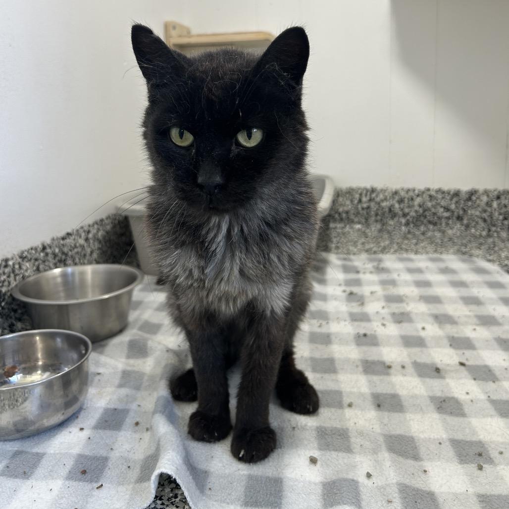 Blackbird, a Adoptable Domestic Medium Hair in St. Louis, MO image 2/3