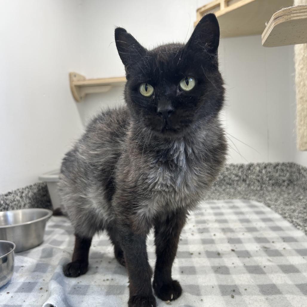 Blackbird, a Adoptable Domestic Medium Hair in St. Louis, MO image 3/3
