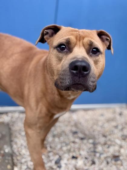Enlarge Bebe Buck, a Adoptable mixed breed in New Orleans, LA image 1/3