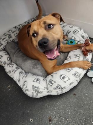 Enlarge Bebe Buck, a Adoptable mixed breed in New Orleans, LA image 2/3