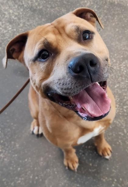 Enlarge Bebe Buck, a Adoptable mixed breed in New Orleans, LA image 3/3