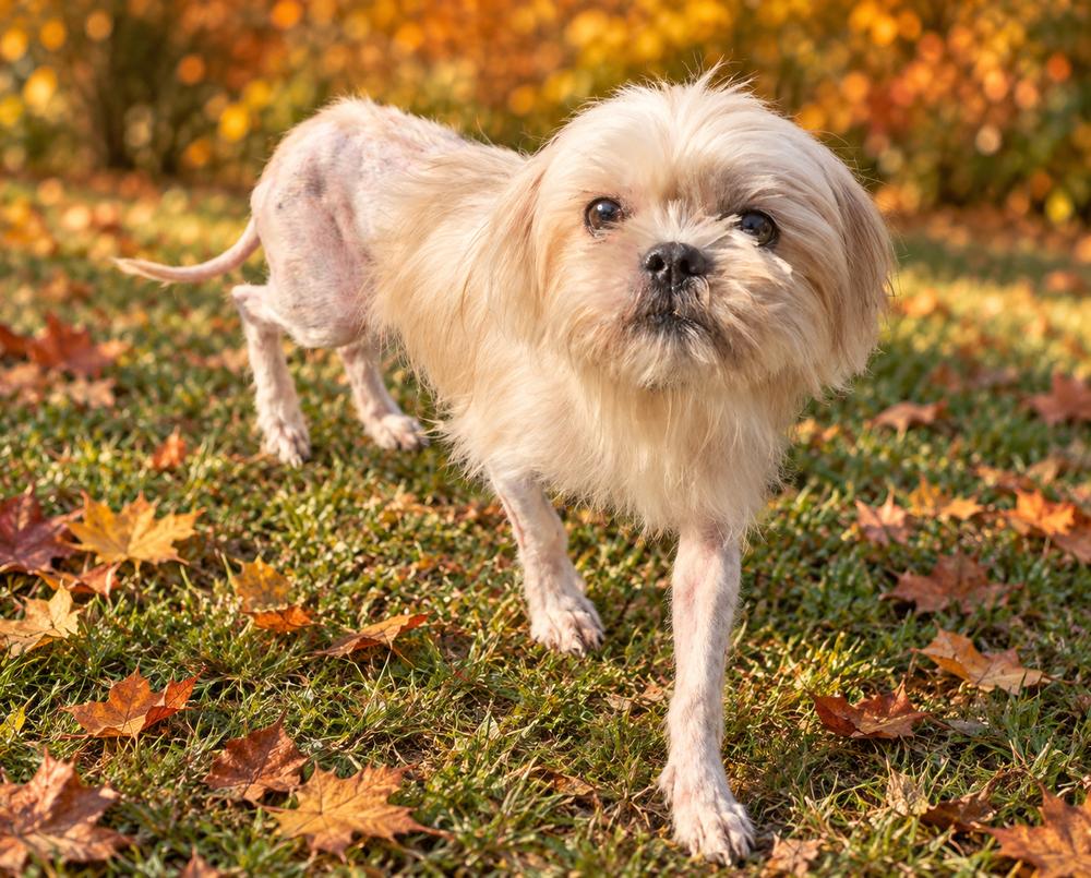 Hannah, Adoptable, Adult Female Shih Tzu.