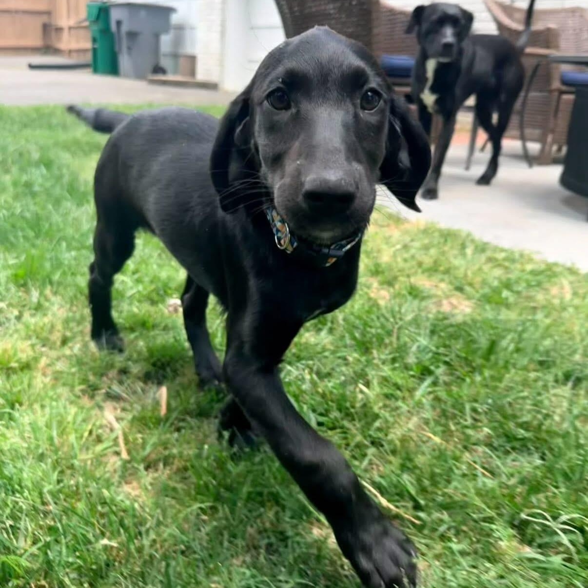 Sylvia, Adoptable, Puppy Female Hound.